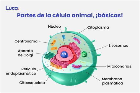 Célula animal