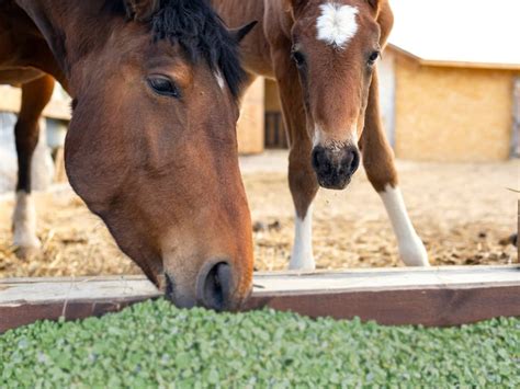 Caballo comiendo alfalfa
