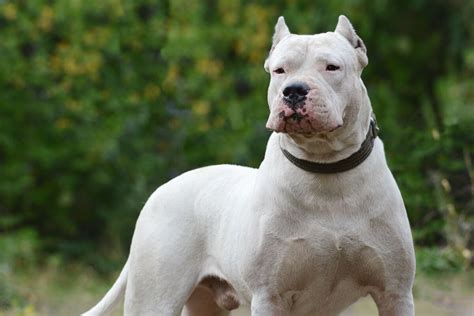 Cachorro Dogo Argentino