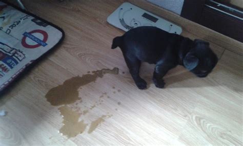 Cachorro con diarrea