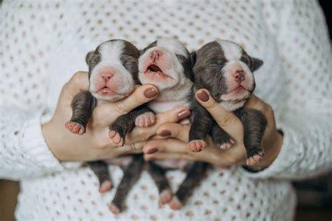 Cachorros Recién Nacidos