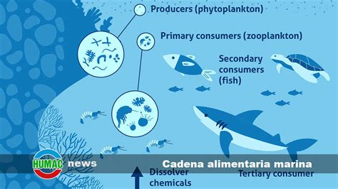 Cadena alimentaria marina