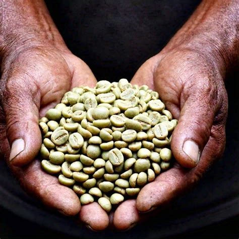 Café Verde