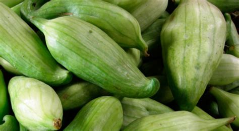 Caigua: Hortaliza Peruana