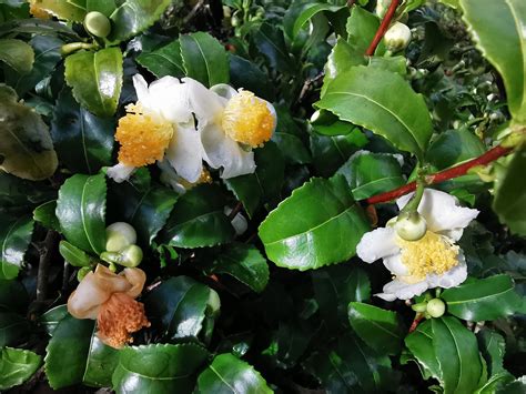 Camellia sinensis