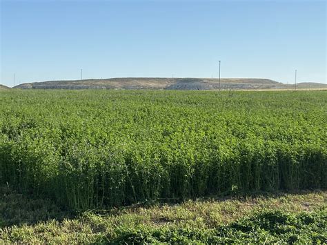 Campo de Alfalfa