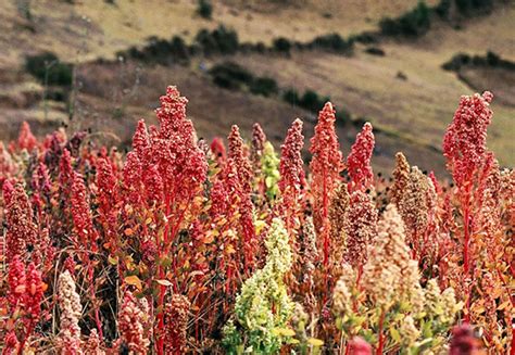 Campos de Quinoa en los Andes