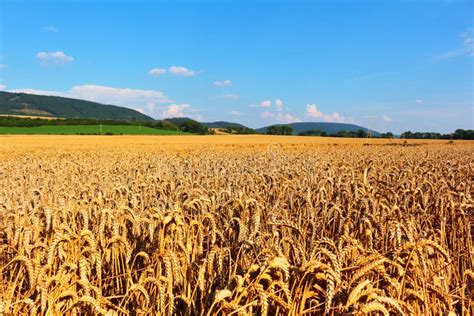 Campos de Trigo
