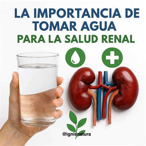 Capsula china para la salud renal