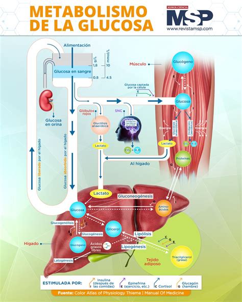 Captación de glucosa en humanos posterior a la infusión de lípidos o glicerol (5 horas)
