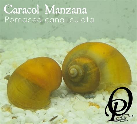 Caracol Manzana