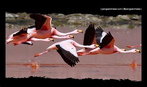 Características del Flamenco Andino
