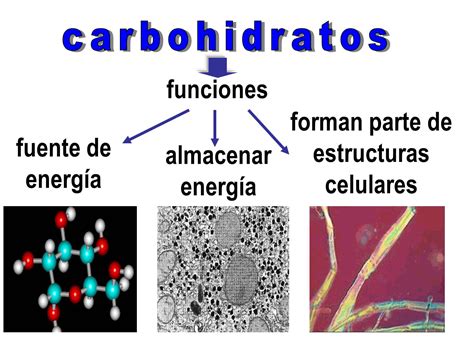 Carbohidratos y su función