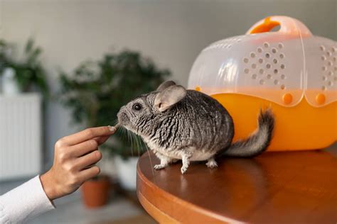Chinchilla comiendo heno