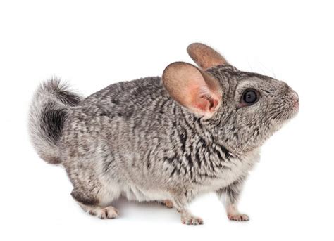 Chinchilla saludable