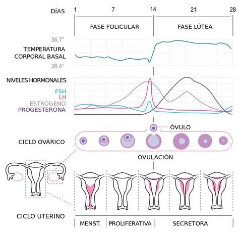Ciclo Menstrual