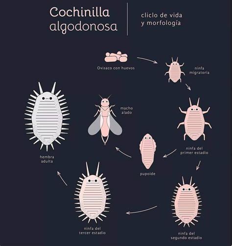 Ciclo de vida de la cochinilla