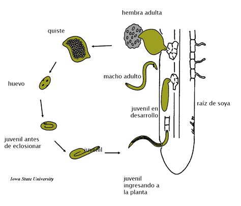 Ciclo de vida de los nematodos
