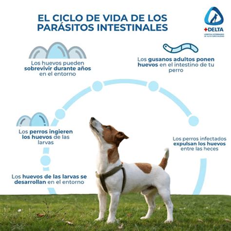 Ciclo de vida de los parásitos intestinales