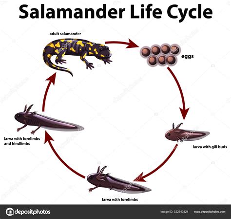 Ciclo de vida de una salamandra