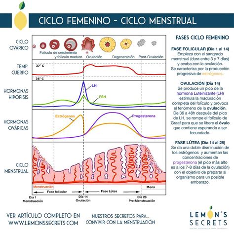 Ciclo menstrual femenino