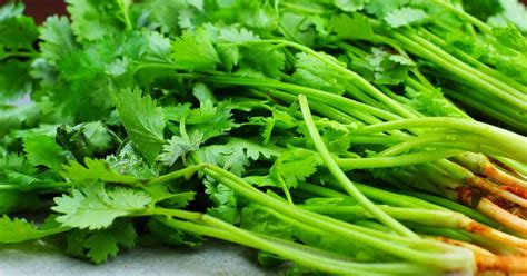 Cilantro fresco