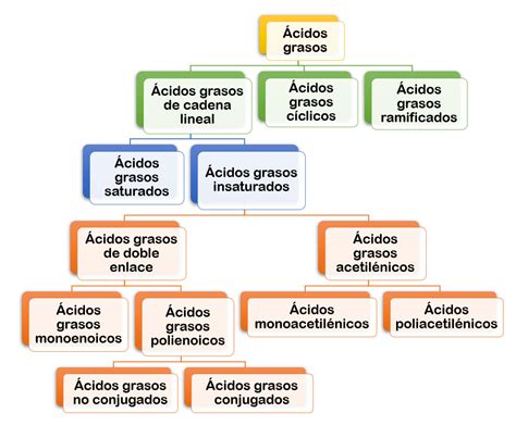Clasificación de los ácidos grasos