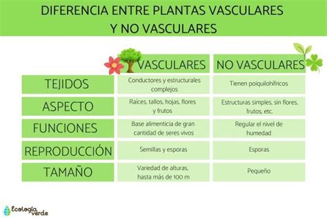 Clasificación de plantas vasculares y no vasculares