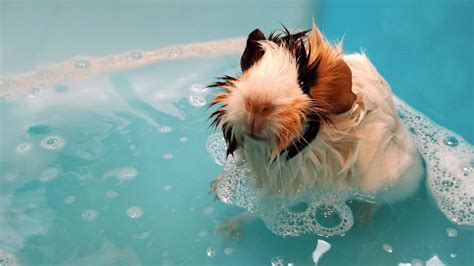 Cobaya bañandose