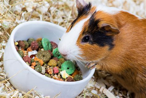 Cobaya comiendo