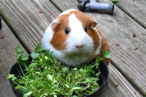 Cobaya comiendo heno
