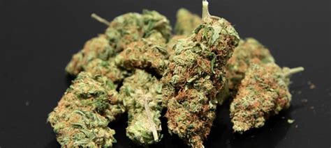 Cogollos de cannabis en floración