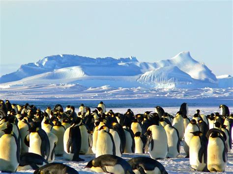 Colonia de Pingüinos Emperador