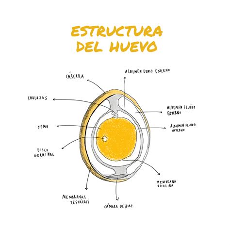 Composición del huevo