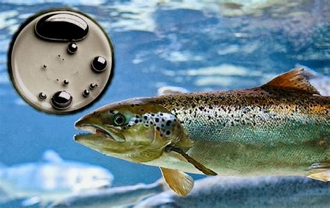 Contaminación por mercurio en peces