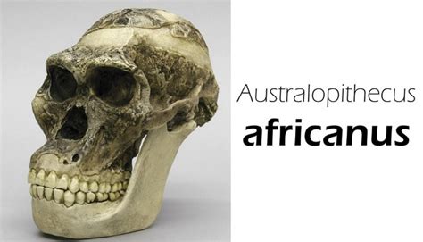 Cráneo de Australopithecus africanus