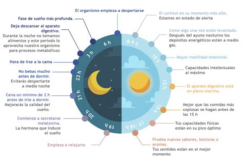 Cronobiología y horarios de comida