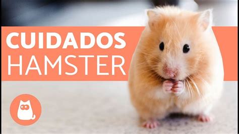 Cuidado del Hámster