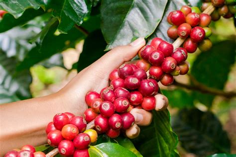 Cultivo ético y sostenible de café