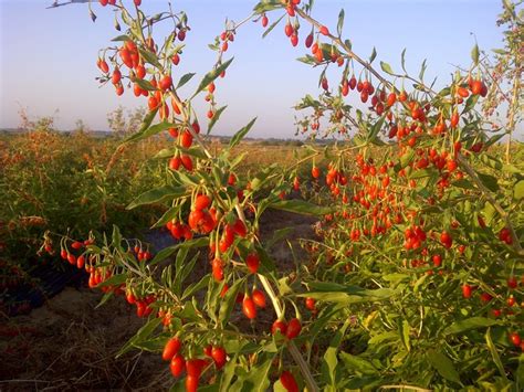 Cultivo de Bayas de Goji