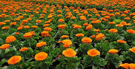 Cultivo de Caléndula