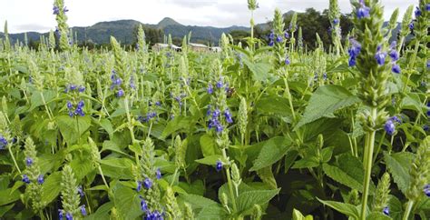Cultivo de Chía en Oregon