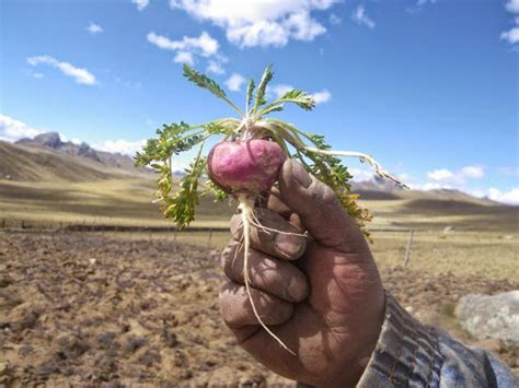 Cultivo de Maca en los Andes