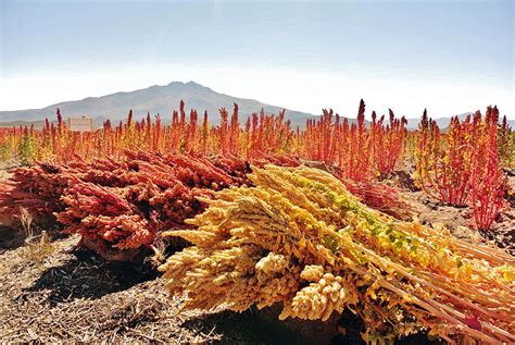 Cultivo de Quinoa en Perú