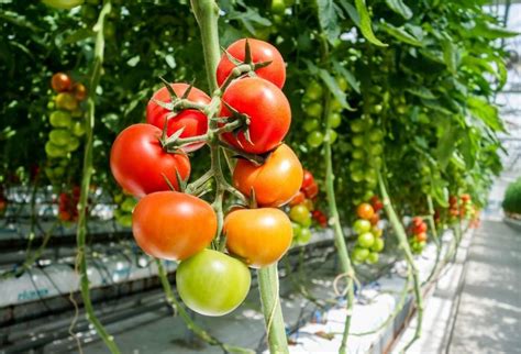 Cultivo de Tomate en Invernadero