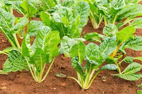 Cultivo de acelgas en casa
