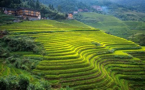 Cultivo de arroz en Asia