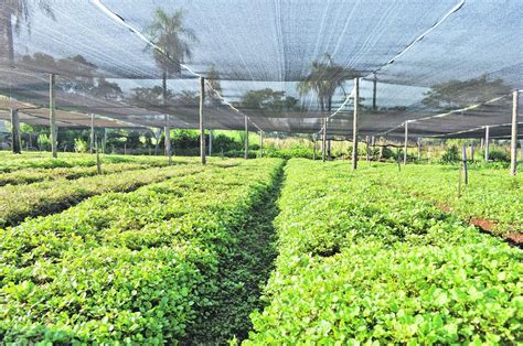 Cultivo de berros