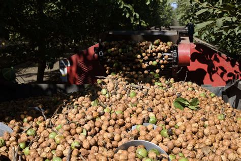 Cultivo de nueces en Chile