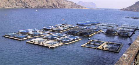 Cultivo de peces en jaulas flotantes